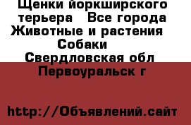 Щенки йоркширского терьера - Все города Животные и растения » Собаки   . Свердловская обл.,Первоуральск г.